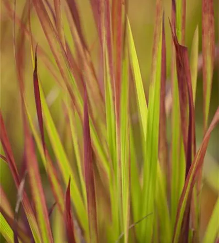 Imperata cylindrica 'Red Baron'