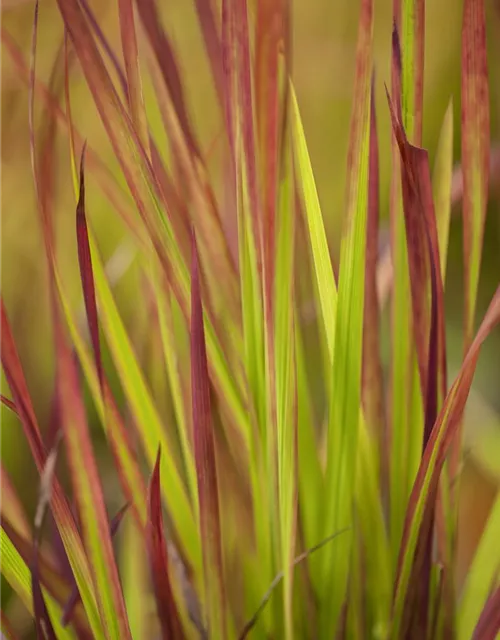 Imperata cylindrica