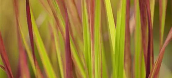 Imperata cylindrica 'Red Baron'