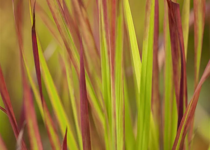 Imperata cylindrica