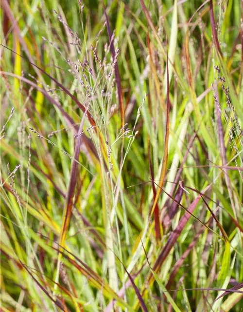 Imperata cylindrica