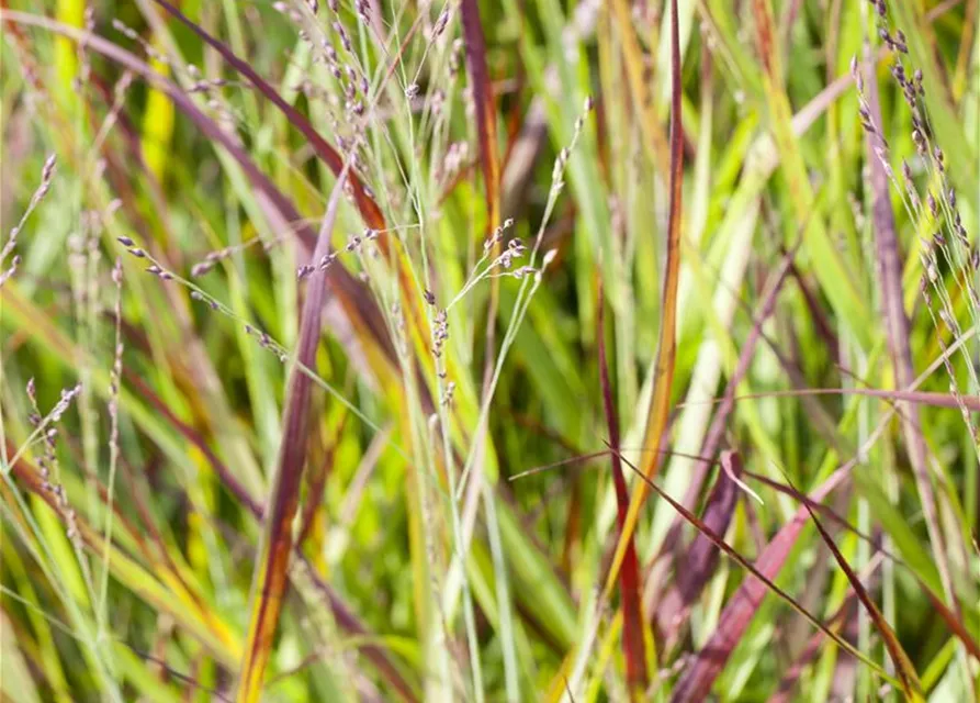 Imperata cylindrica