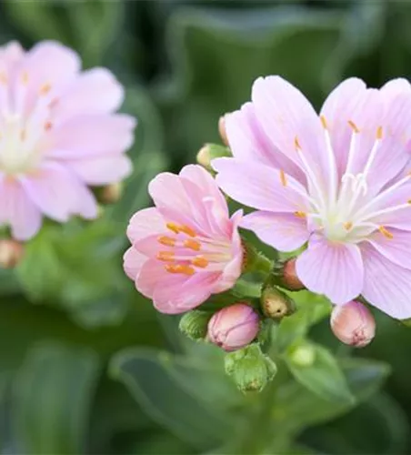 Lewisia cotyledon