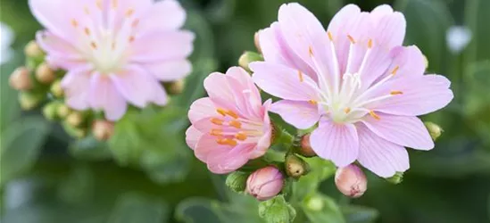 Lewisia cotyledon