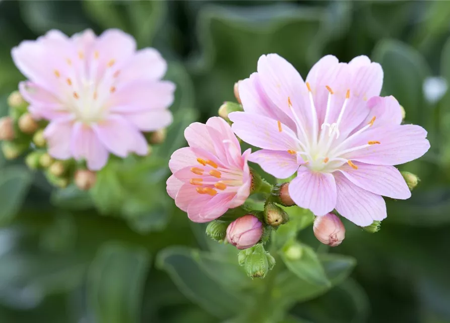 Lewisia cotyledon