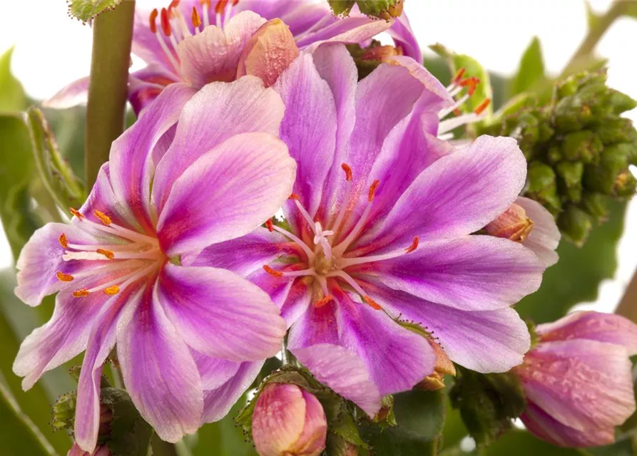 Lewisia cotyledon