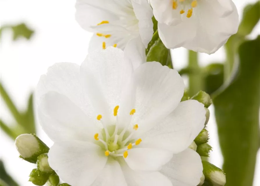 Lewisia cotyledon