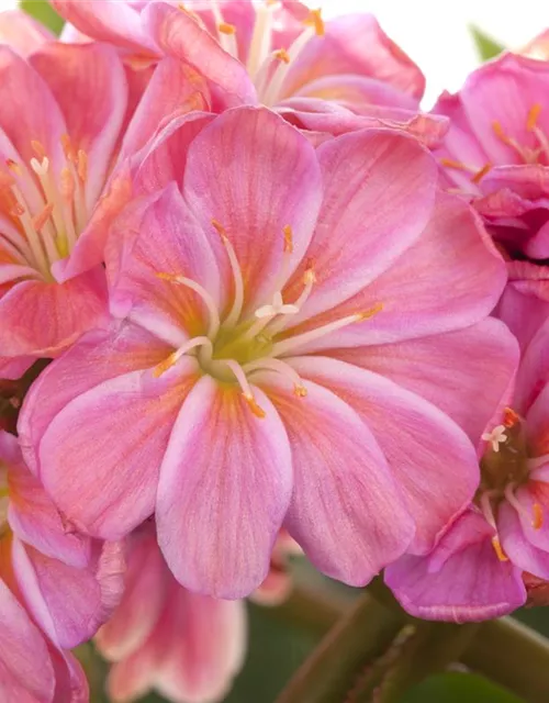 Lewisia cotyledon