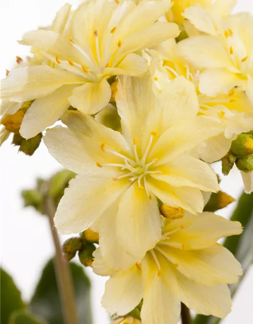 Lewisia cotyledon