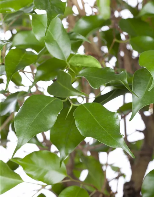 Ficus benjamina