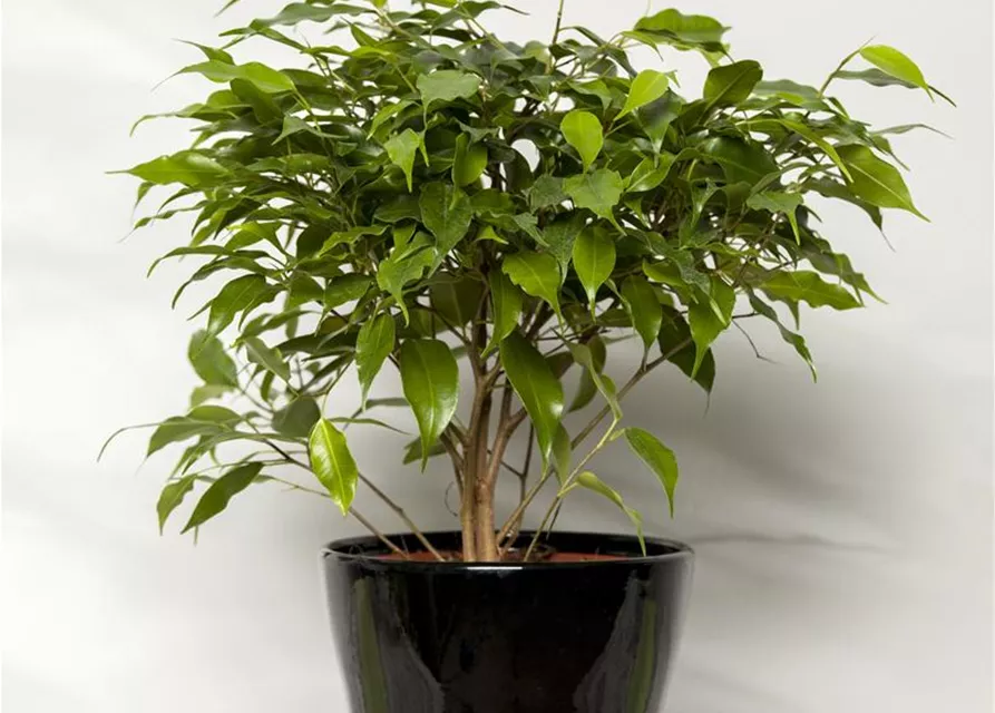 Ficus benjamina