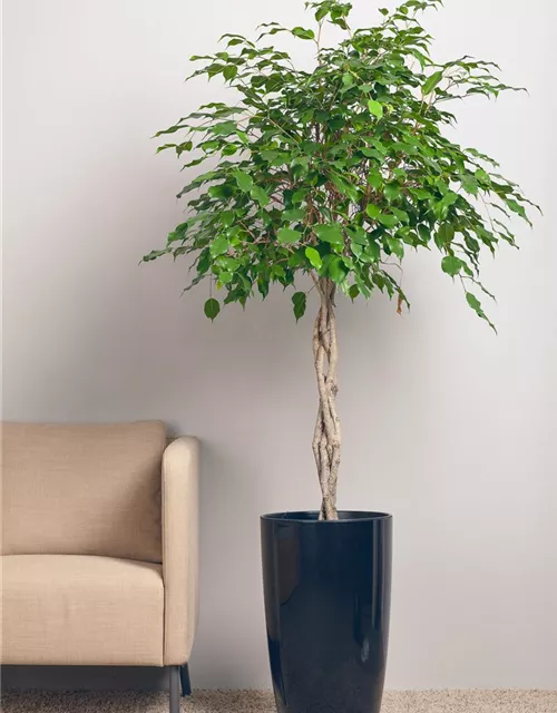 Ficus benjamina