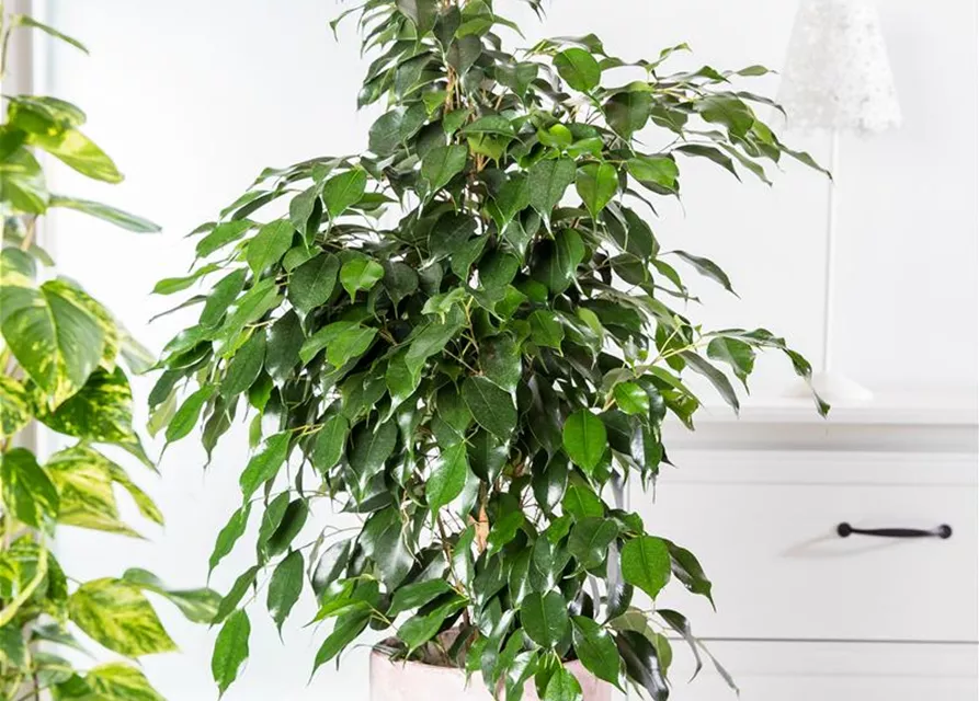 Ficus benjamina