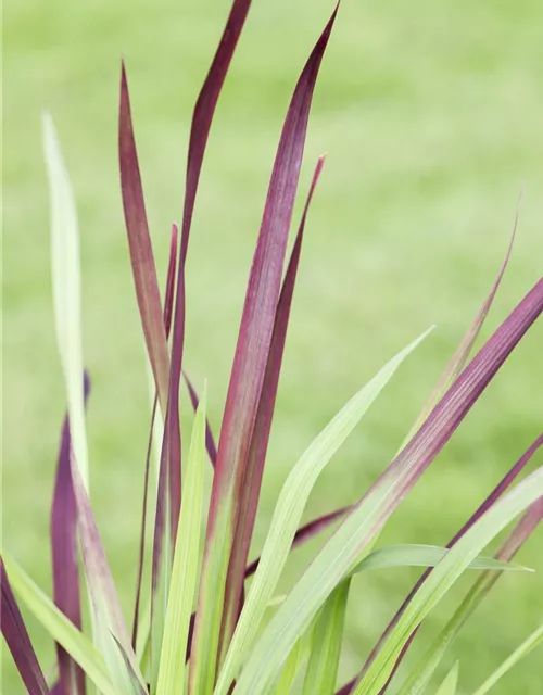 Imperata cylindrica 'Red Baron'