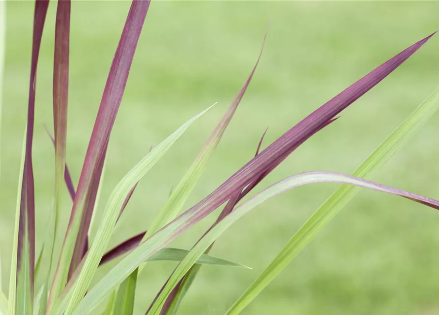 Imperata cylindrica 'Red Baron'