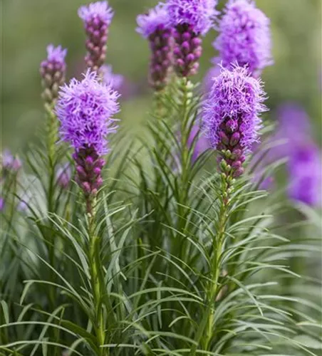 Liatris spicata