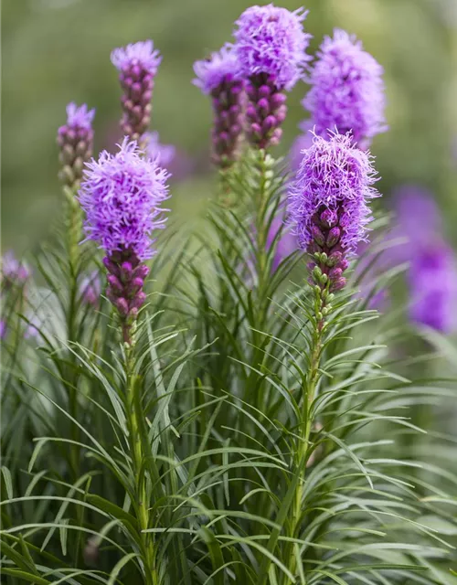 Liatris spicata