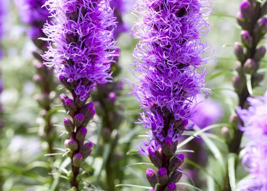 Liatris spicata