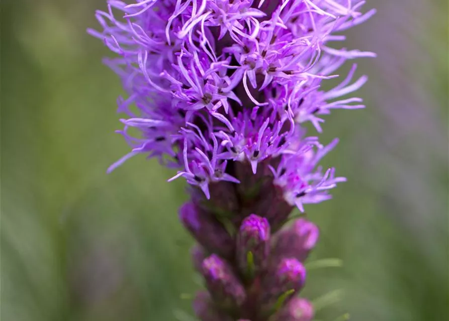 Liatris spicata