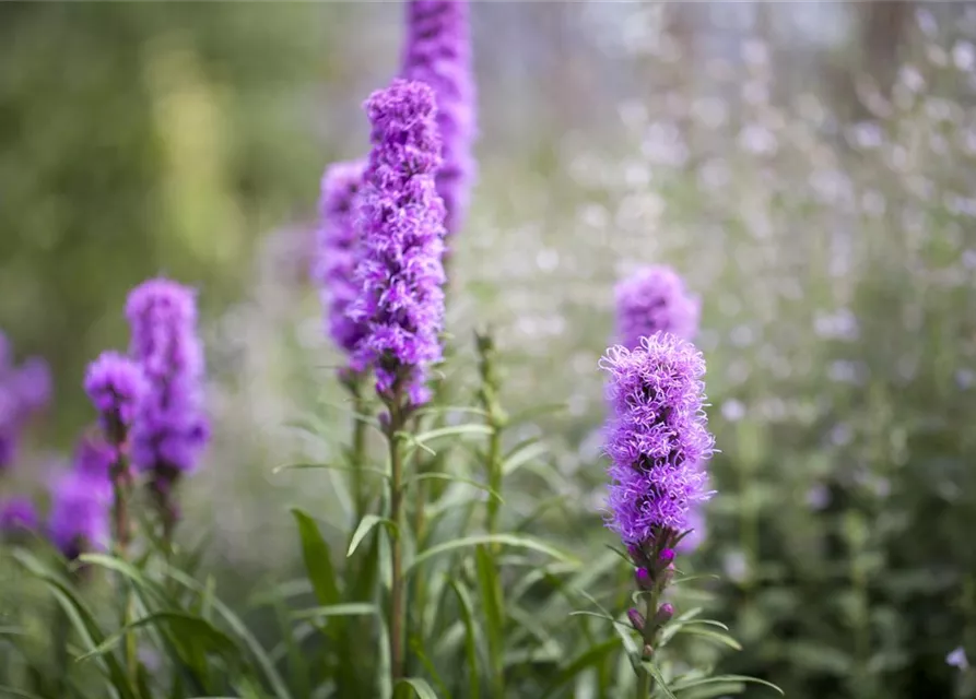 Liatris spicata