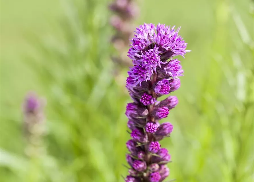 Liatris spicata