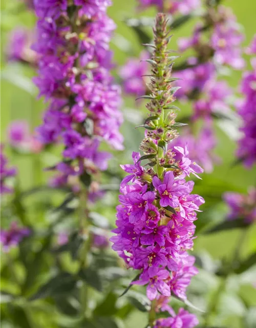 Liatris spicata