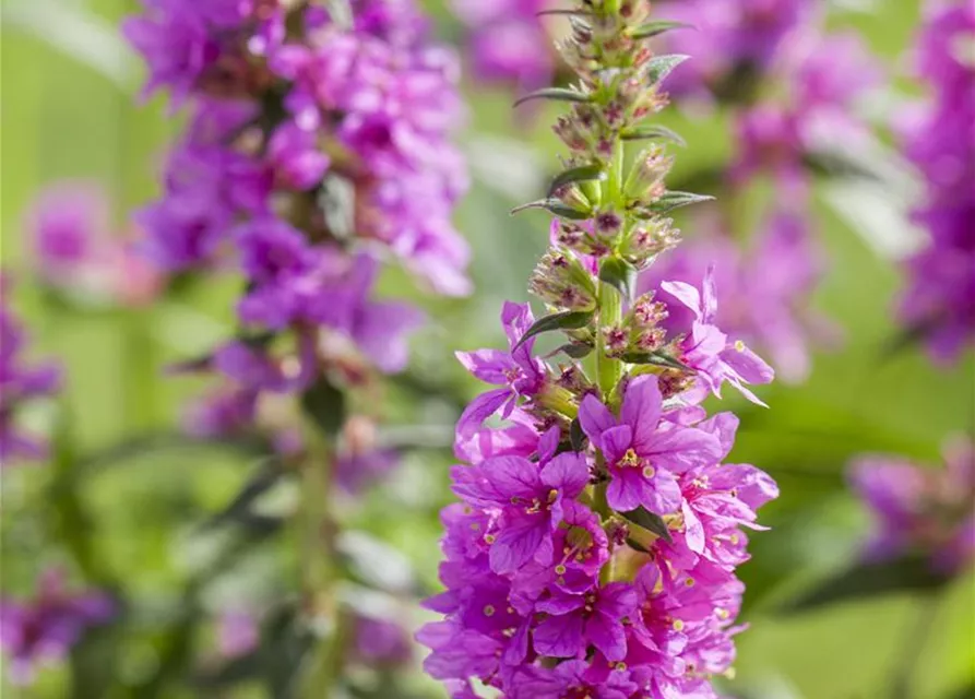 Liatris spicata