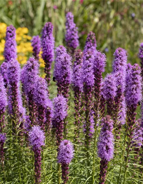 Liatris spicata