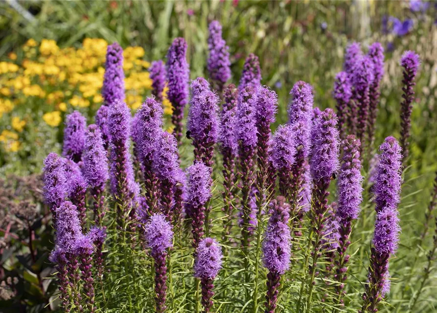 Liatris spicata