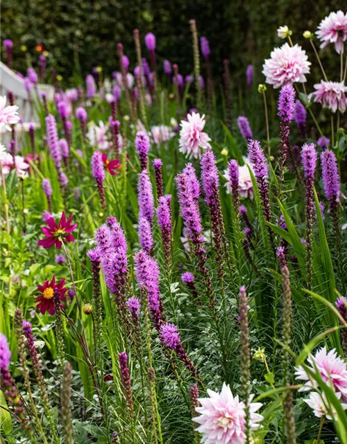 Liatris spicata