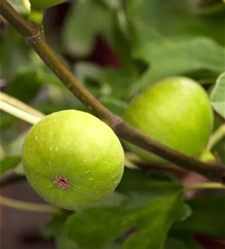 Ficus carica