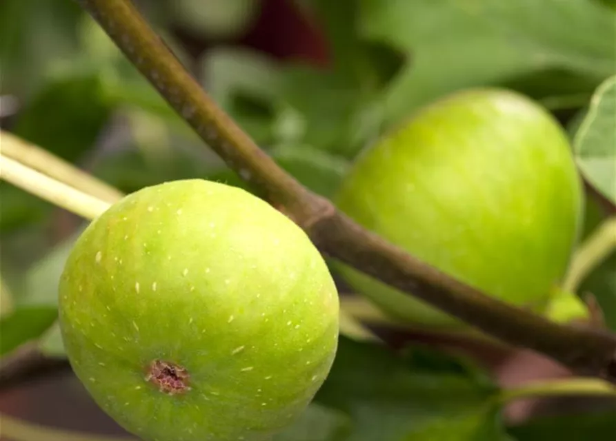 Ficus carica