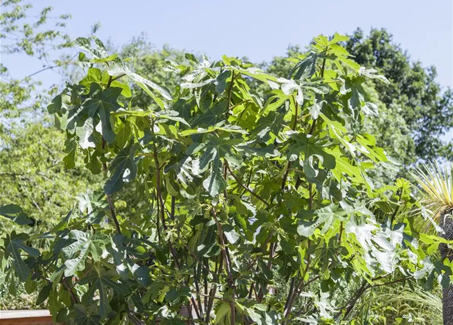 Ficus carica