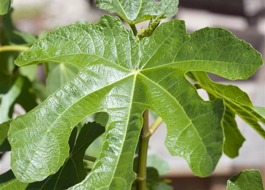 Ficus carica