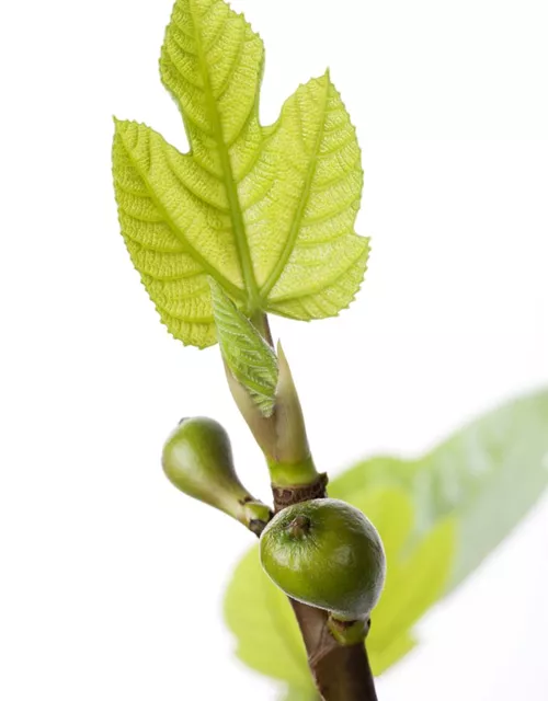 Ficus carica