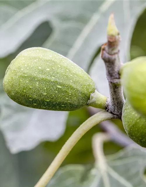 Ficus carica