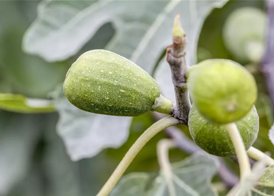 Ficus carica