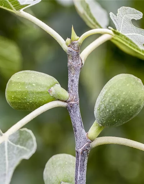 Ficus carica