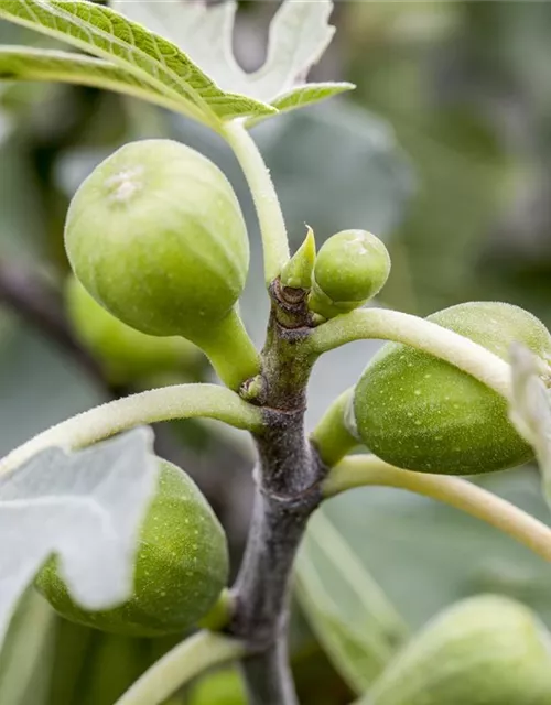 Ficus carica