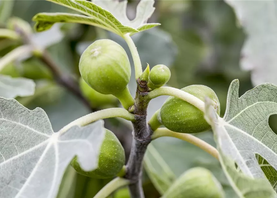 Ficus carica