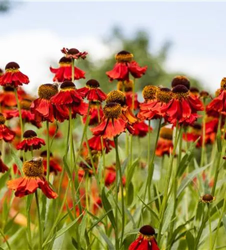 Helenium