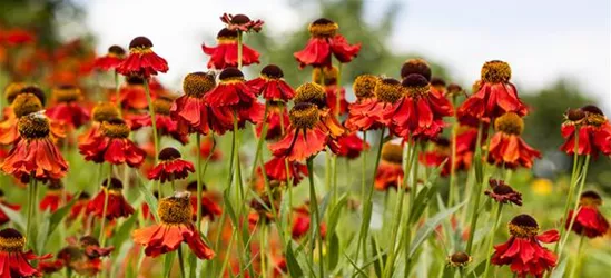 Helenium