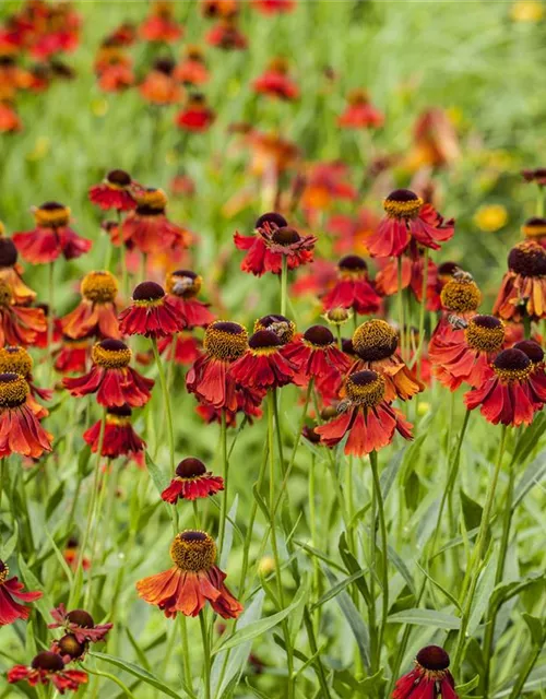 Helenium