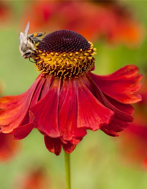 Helenium