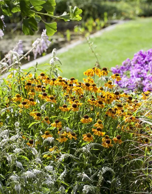 Helenium