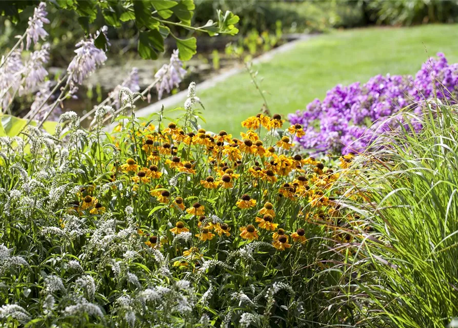 Helenium