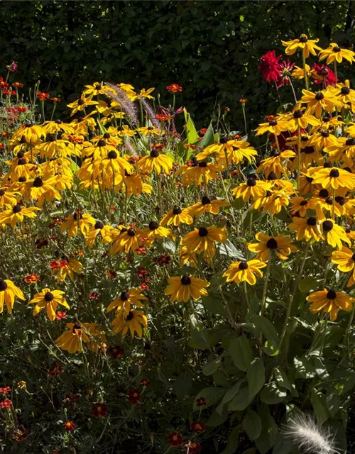 Helenium