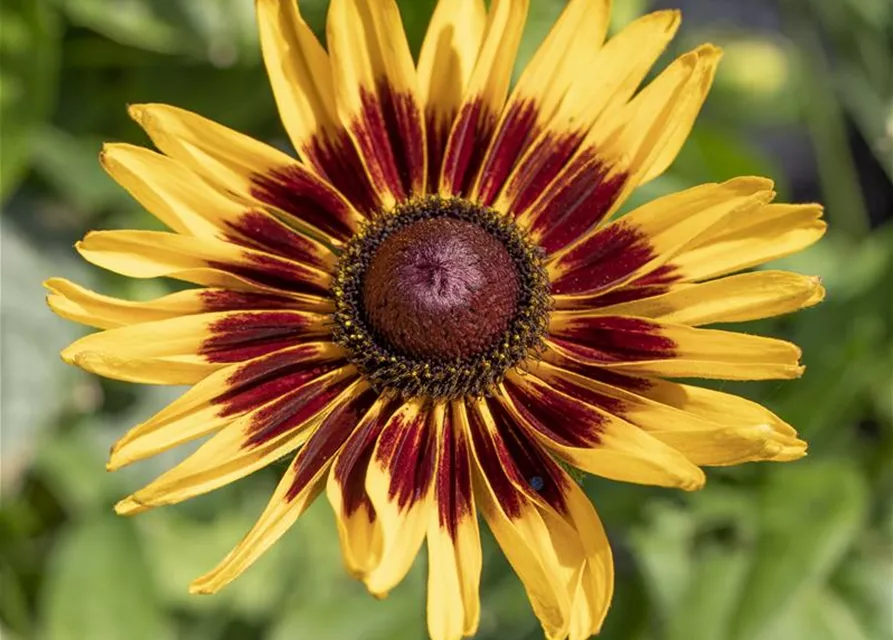 Helenium