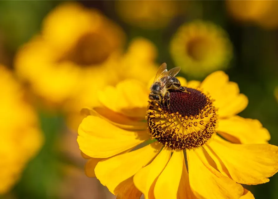 Helenium