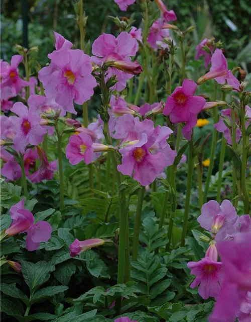 Incarvillea delavayi